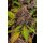 Fast Buds Lemon Cherry Cookies Auto Fem. 3St.