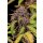 Fast Buds Lemon Cherry Cookies Auto Fem. 3St.