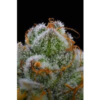 Barneys Farm Blue Dream Fem 3St