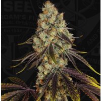 T.H. Seeds French Cookies Fem 6St.