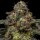 Ripper Seeds Zombie Bride Fem 3St.