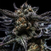 Ripper Seeds Zombie Kush Fem 3St.