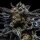 Ripper Seeds Zombie Kush Fem 3St.