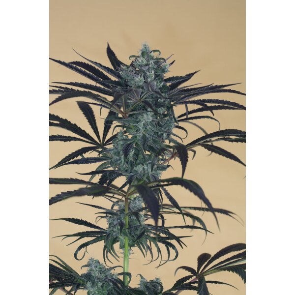 Humboldt Seeds Blueberry Headband Fem 3St.