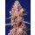 Sweet Seeds Tropicanna Poison F1 Fem 3St.