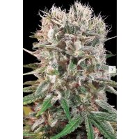 Paradise Seeds Wappa Fem 3St.