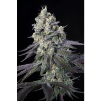 Paradise Seeds Purple Mints Fem 3St.