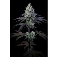 Paradise Seeds Purple Mints Fem 3St.