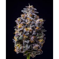 Cookies Seeds Hollywood Fem 3St.