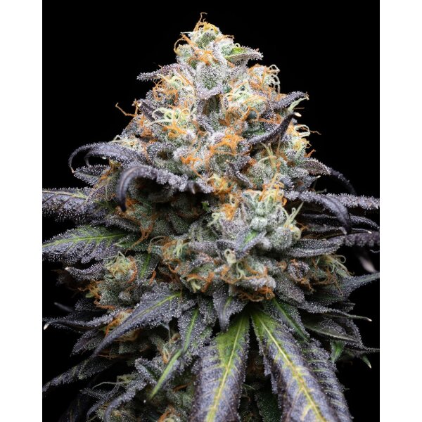 Cookies Seeds Double Sherb Fem 3St.