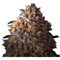 Growers Choice Bruce Banner Auto Fem 3St.