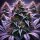Bloom Bulk Seeds Dos Si Dos Auto Fem 10St.