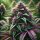 Bloom Bulk Seeds Acai Mint Fem 10St.