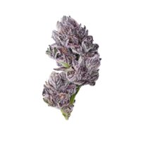 Growers Choice Triploid Iced Sangria Fem 3St.