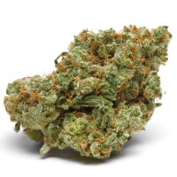 Growers Choice The Real Amnesia Auto Fem 3St.